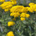 Achillea 'Little Moonshine' - rebríček