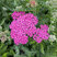Achillea 'Milly Rock Rose' - rebríček