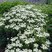 Achillea 'Nana Compacta' - rebríček