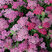Achillea 'Pink Grapefruit' - rebríček