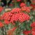 Achillea 'Walther Funckle' - rebríček