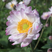 Anemone 'Candy Royal' - veternica