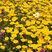 Anthemis 'Kelwayi' - rumanovec