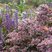 Aster 'Horizontalis' - astra