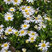 Aster 'Starshine' - astra