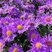 Aster 'Wood's Purple' - astra