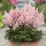 Astilbe 'Younique Salmon' - astilba