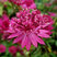 Astrantia 'Capri' - jarmanka