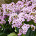 Bergenia 'Fairytail Romance' - bergénia