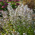 Calamintha nepeta ssp. nepeta - marulka
