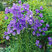 Campanula 'Coerulea' - zvonček