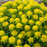 Euphorbia polychroma - mliečnik
