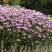 Monarda 'Beauty of Cobham' - monarda