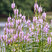 Physostegia 'Rosea' - fyzostégia