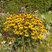 Rudbeckia 'Goldsturm' - rudbekia