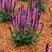 Salvia 'Midnight Rose' - šalvia