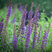 Salvia 'Ostfriesland' - šalvia