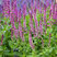 Salvia 'Pink Paradise' - šalvia