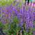 Salvia x hybrida 'Carina' - šalvia