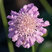 Scabiosa 'Pink Mist' - hlaváč