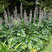 Acanthus mollis - akant