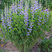 Baptisia australis - baptízia