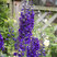 Delphinium 'Black Knight' -stračonôžka