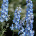Delphinium 'Summer Skies' -stračonôžka