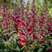 Digiplexis 'Illumination Raspberry' - náprstník K1L