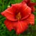 Hemerocallis ‘Chicago Apache’ - ľaliovka