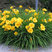 Hemerocallis 'Stella de´Oro' - ľaliovka