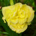 Hemerocallis 'Yellow Submarine' - ľaliovka