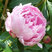 Paeonia 'Sarah Bernhardt' - pivonka K3L