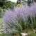 Perovskia 'Little Spire'