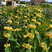 Phlomis russeliana - sápa