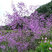 Thalictrum 'Hewitt's Double'- žltuška