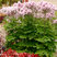 Thalictrum 'Nimbus Pink' - žltuška 