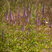 Veronicastrum 'Cupid' - veronika