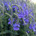 Veronica 'Knallblau' - veronika
