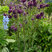 Aquilegia 'Black Barlow' - orlíček