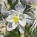 Aquilegia 'White Star' - orlíček