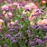Verbena bonariensis - železník