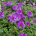 Verbena 'Homestead Purple' - železník