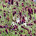 Sanguisorba 'Plum Drops' - krvavec
