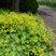 Alchemilla 'Irish Silk' - alchemilka