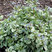 Brunnera ʹAlexandriaʹ - brunera