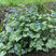Brunnera 'Sea Heart' - brunera