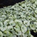 Brunnera 'Sterling Silver' - brunera
