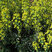 Euphorbia a. robbiae - mliečnik
