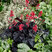 Heuchera 'Black Forest Cake' - heuchera